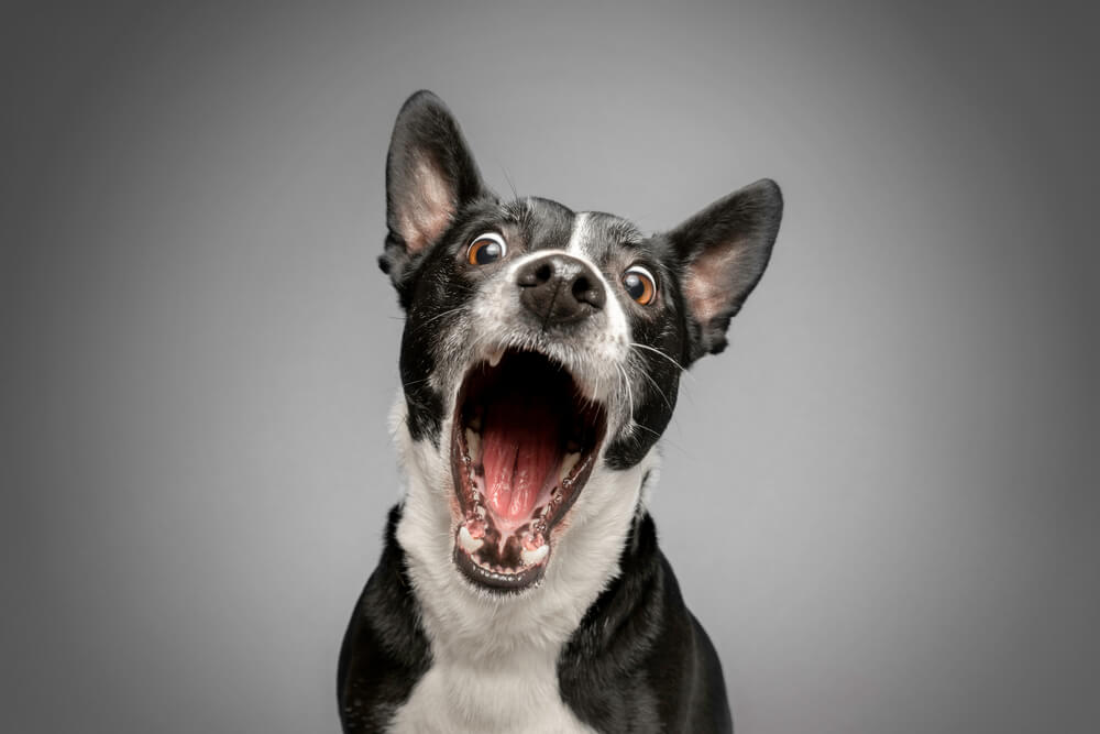 犬の歯が黒い原因と対処法【獣医師監修】 | ワンペディア
