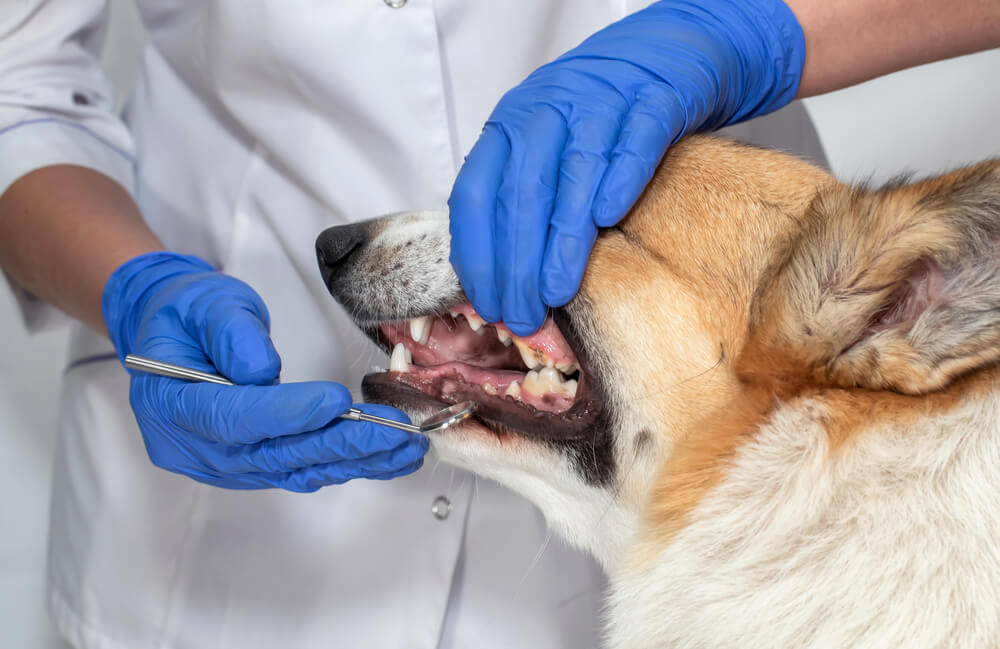 獣医師監修 愛犬の歯が黒い これって虫歯 犬の歯が黒い原因と対処法とは ワンペディア