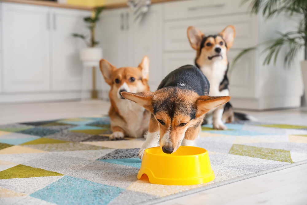 獣医師監修 犬のウンチが出ない 犬は便秘になるの 気になる症状と原因とは ワンペディア