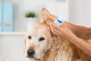 外耳炎治療中の犬